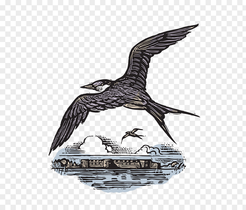 Eagle Water Bird Gannets Seabird PNG