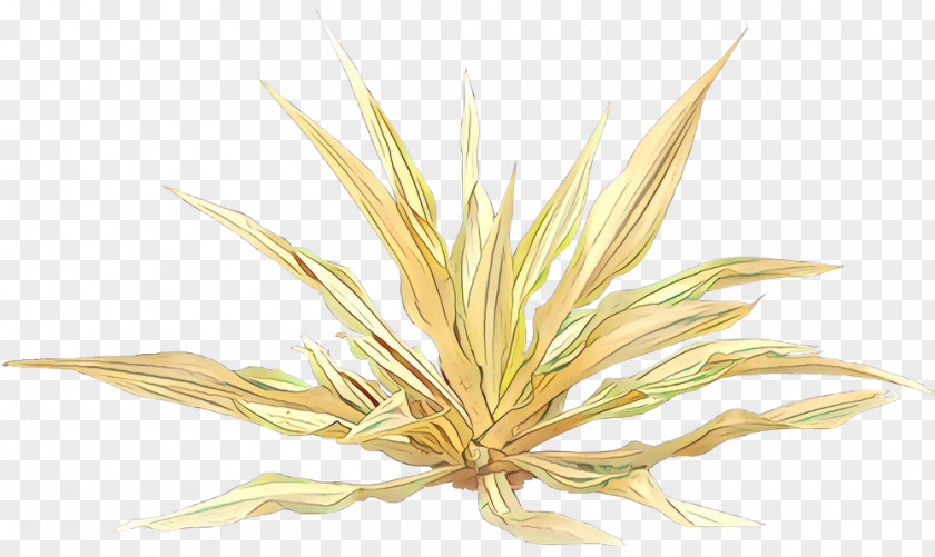 Grasses Commodity PNG