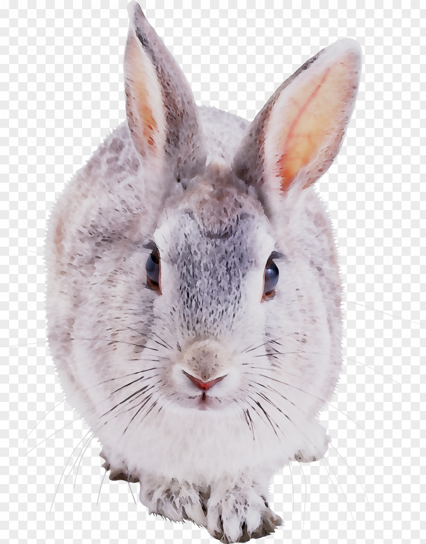 Hare European Rabbit Domestic Clip Art PNG