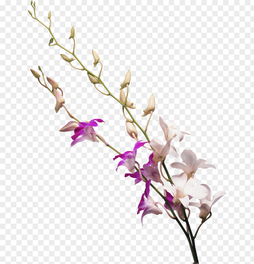 Milk White Flower Drawing Orchids PNG