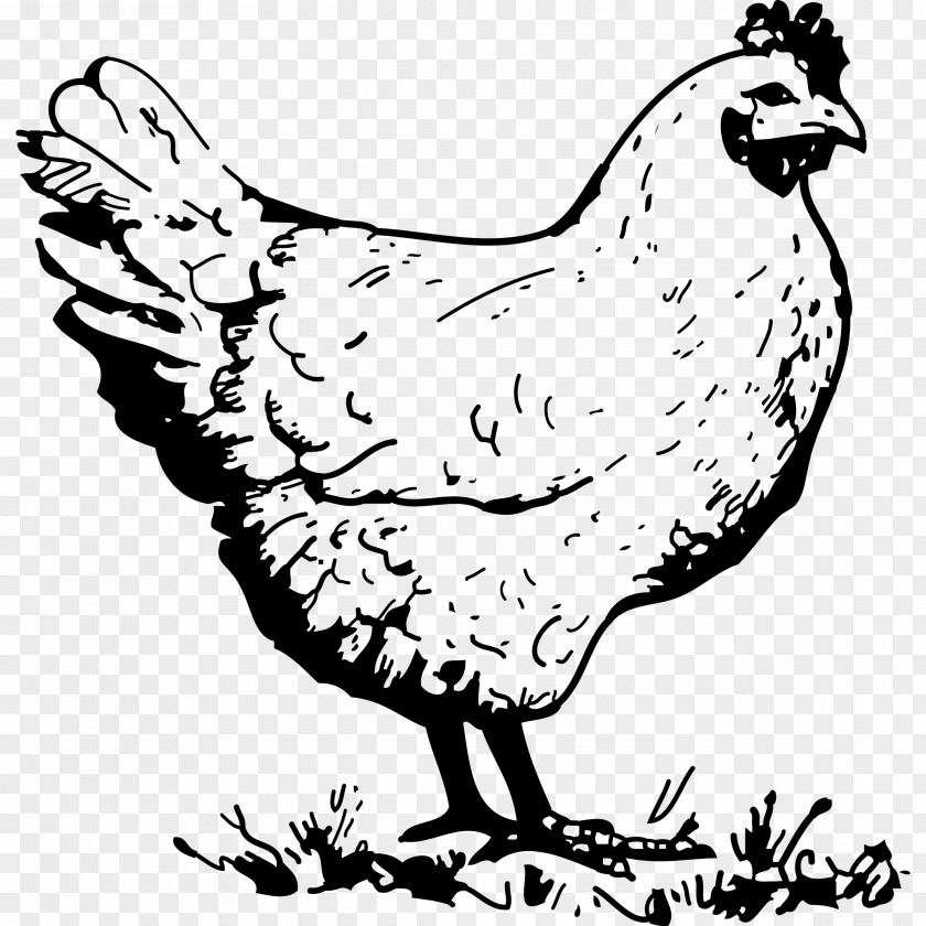 Old Hen Chicken Drawing Clip Art PNG