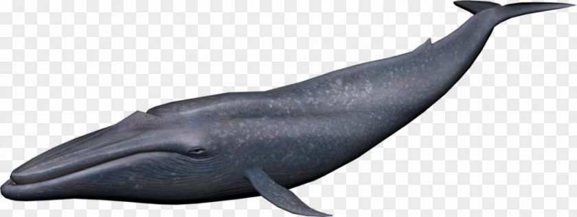 Blue Whale Cetacea Clip Art PNG