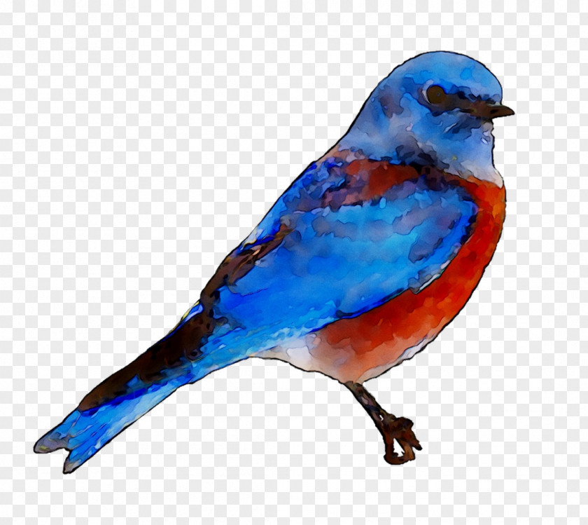 Bluebird Of Happiness Stock Photography Royalty-free Image PNG