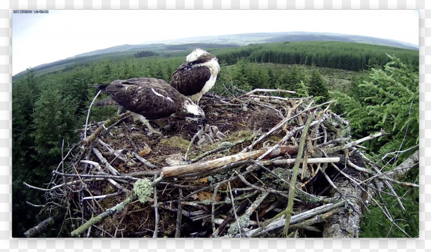 Eagle Bird Fauna Ecosystem NEST+m PNG