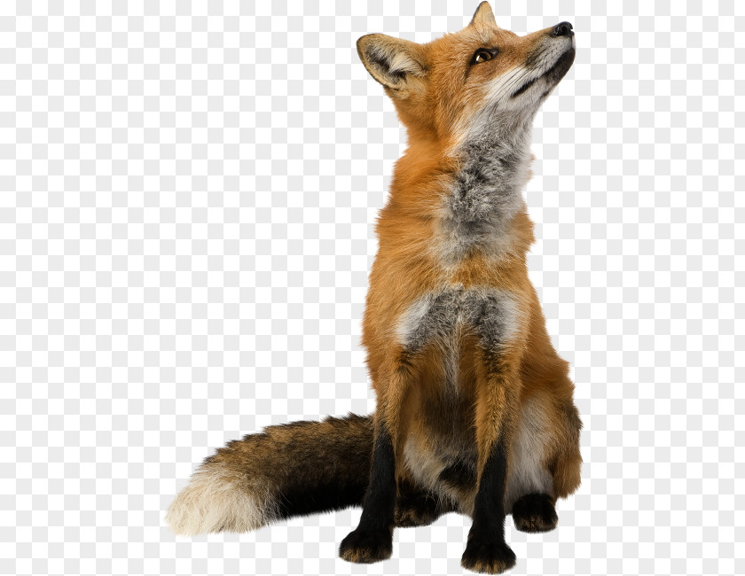 Fox Clip Art PNG