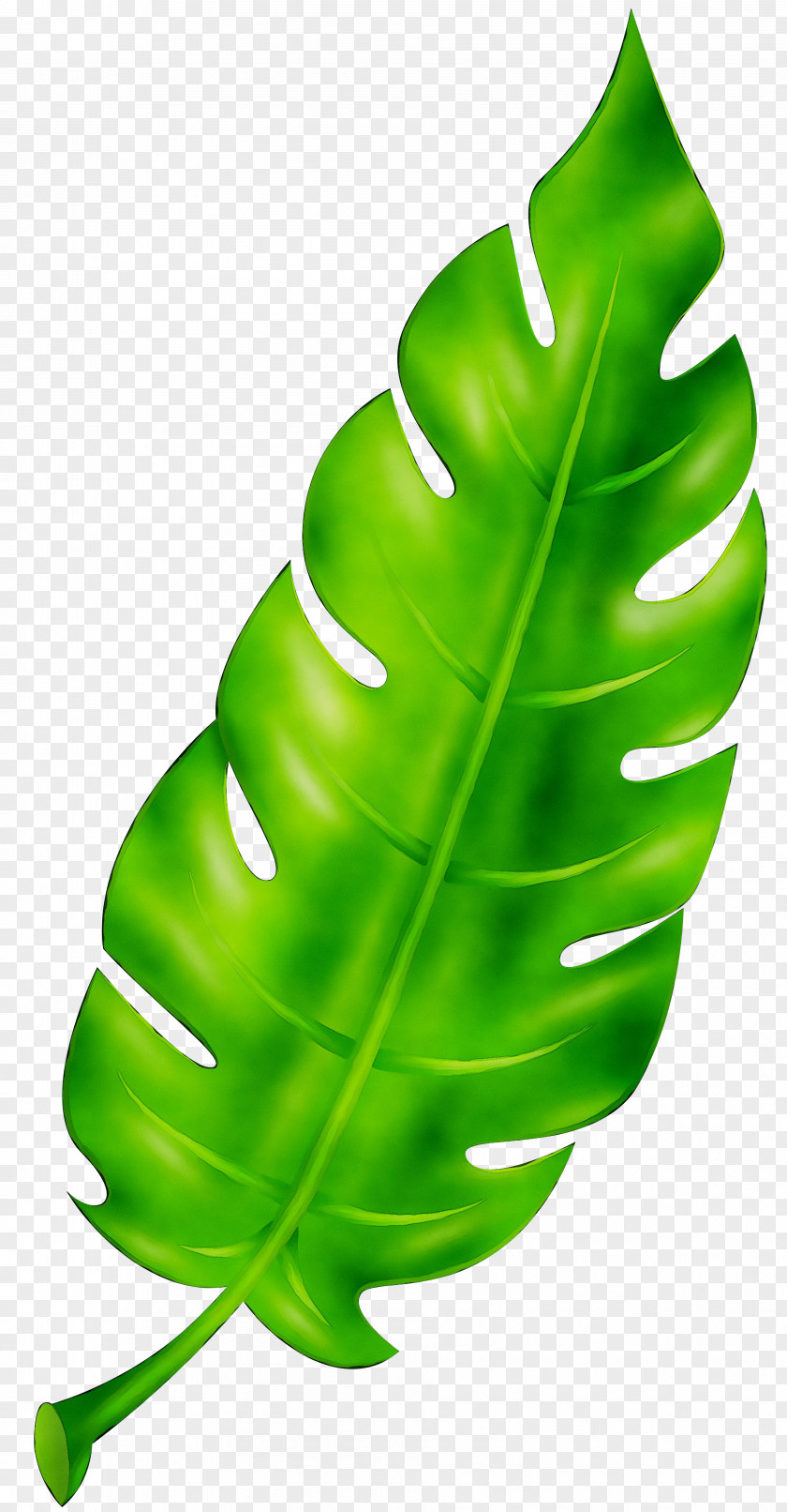 Leaf Green Plant Stem Product Design PNG