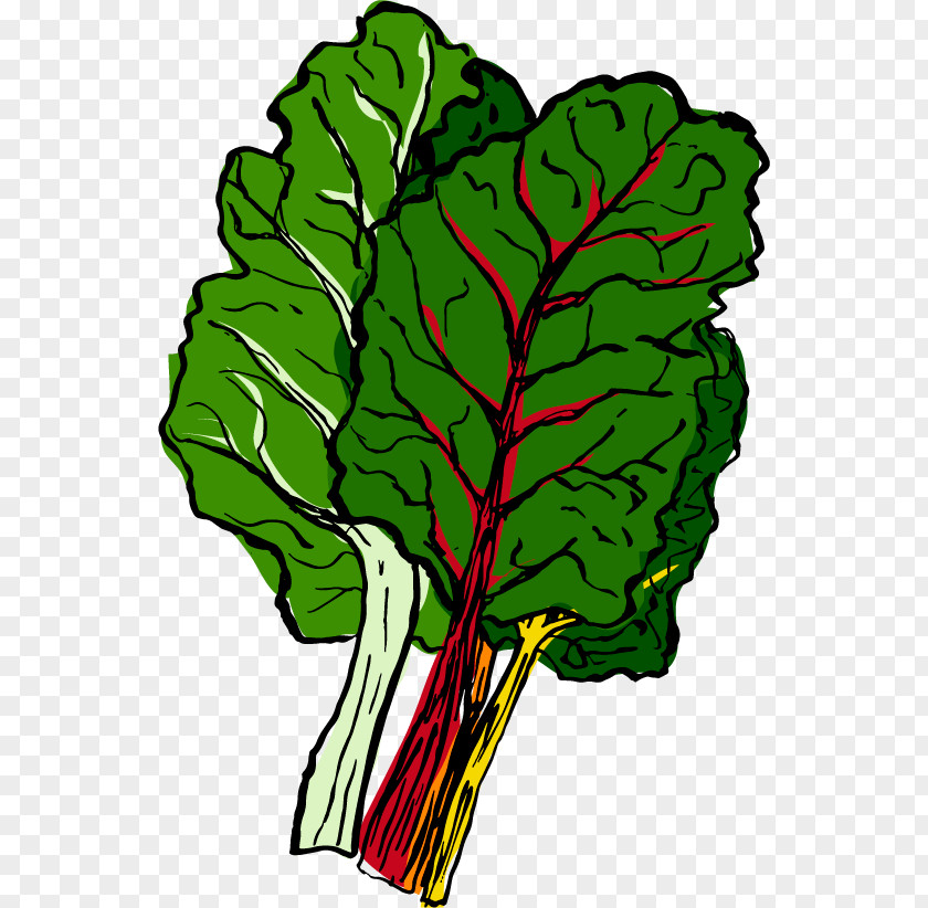 Autumn Chard Spring Food PNG