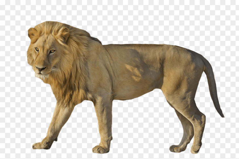 Cat East African Lion Image Clip Art PNG