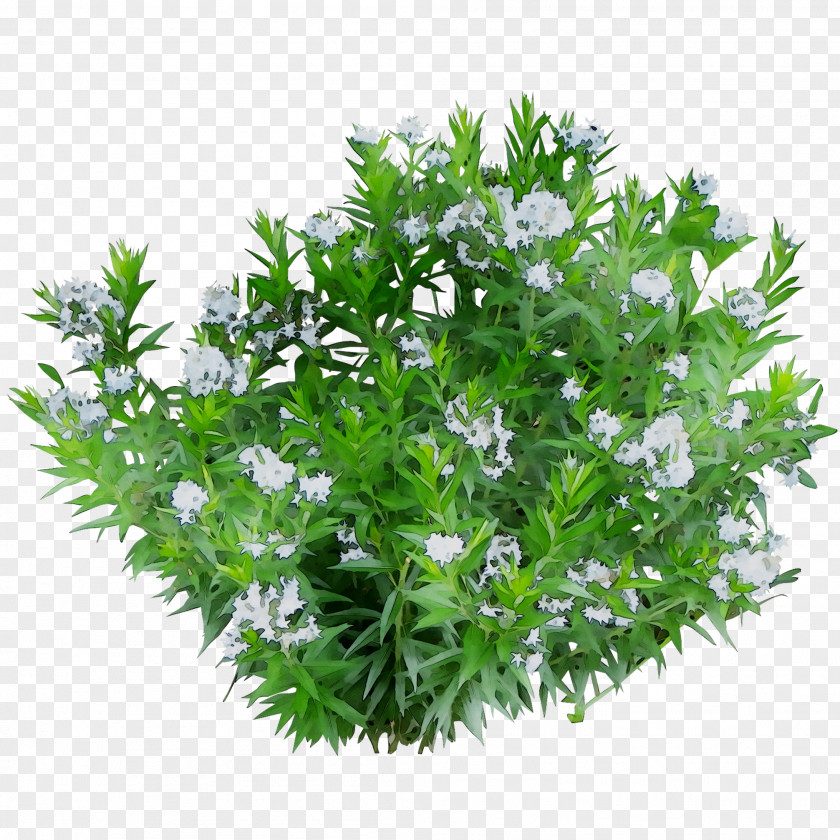 Dwarf Umbrella Tree Green And Blooming Plants Aquatic Houseplant PNG