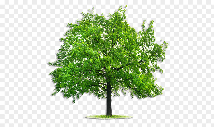 Pruning Trees Emerald Ash Borer Tree Fraxinus Pennsylvanica Deciduous Stock Photography PNG