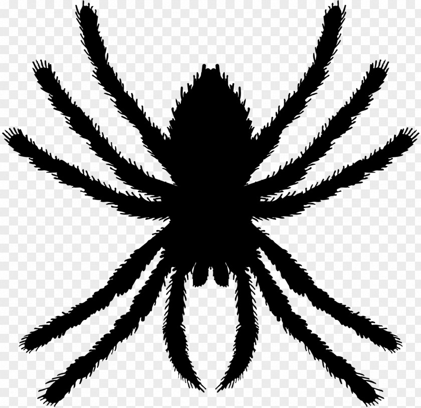 Spider Euclidean Vector Graphics Illustration PNG