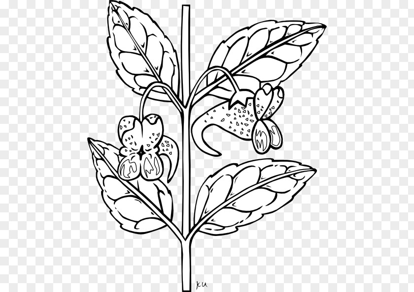 Black And White Plants Plant Clip Art PNG