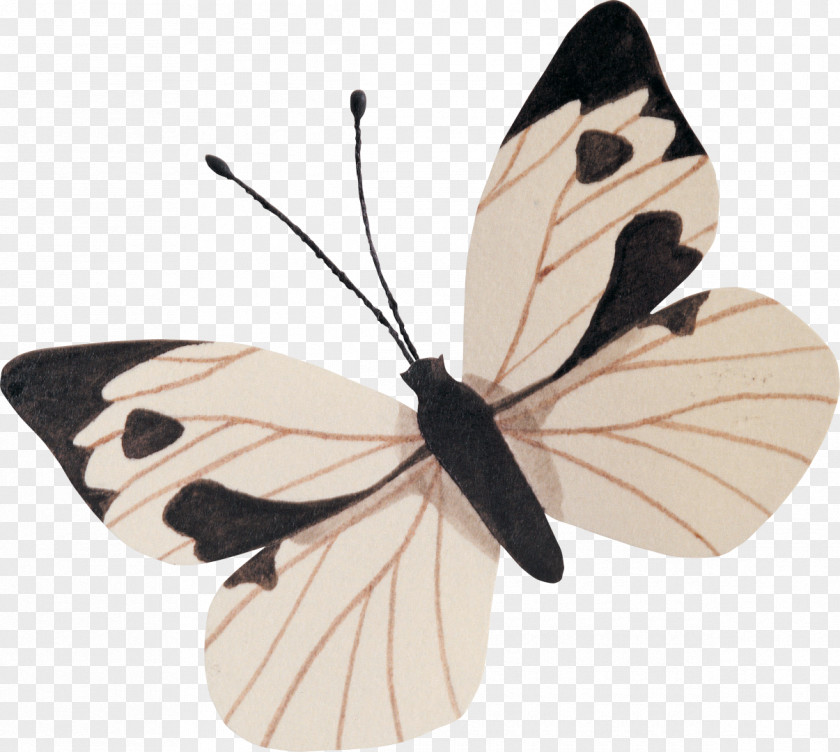 Book Reflexiones De Mahatma Gandhi Para Una Vida Mejor Monarch Butterfly Self-help A New Earth PNG