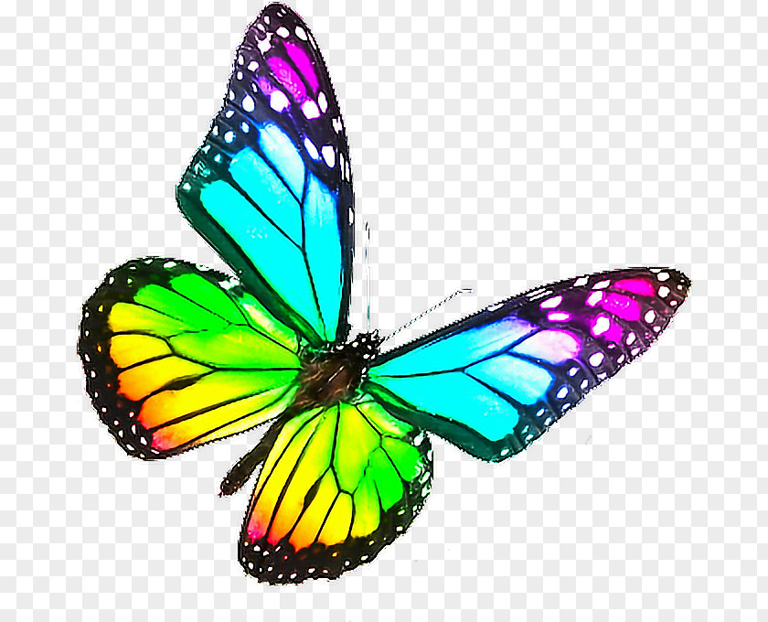 Butterfly Monarch Biosphere Reserve Rainbow Color PNG