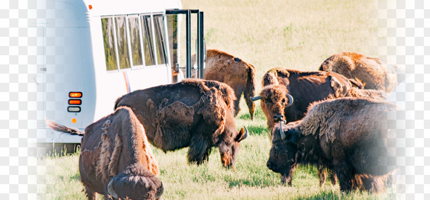 Encounter Early Summer FortWhyte Alive Bison Recreation .com Wildlife PNG