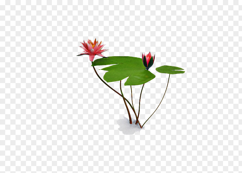 Flower Plant Anthurium Leaf PNG