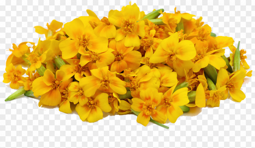 Marigold File Mexican Chrysanthemum Tea Calendula Officinalis Cut Flowers PNG