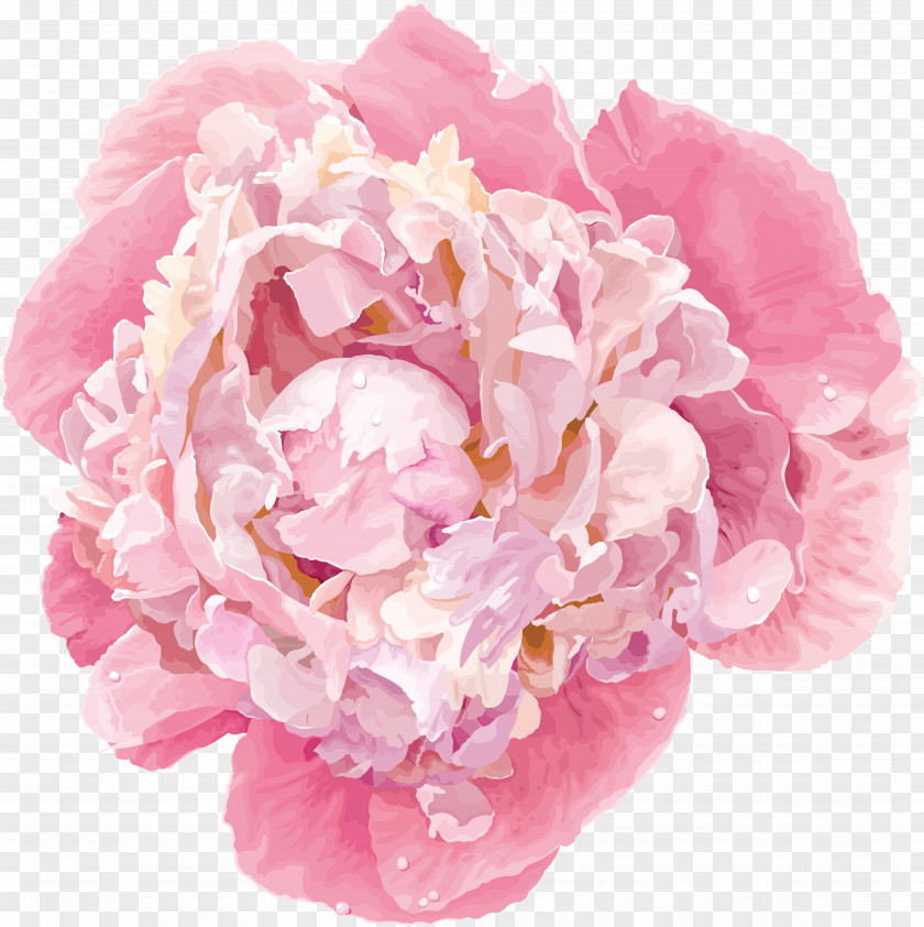 Peony Chinese Flower Vector Graphics Clip Art PNG