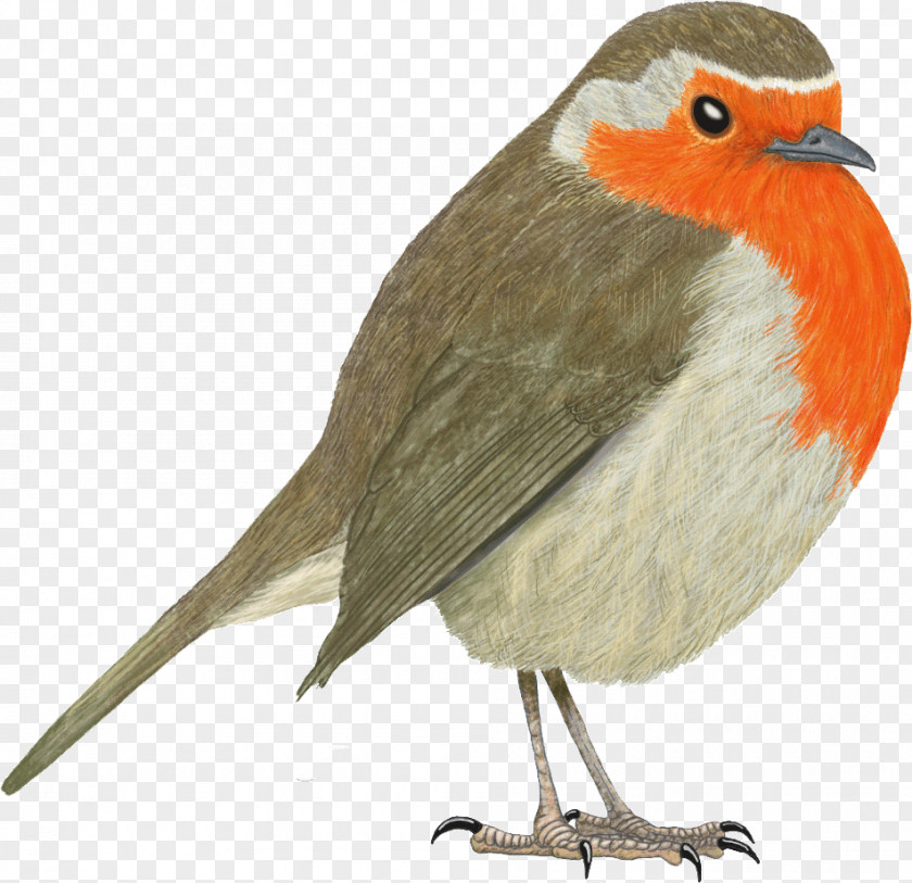 Bird European Robin Science Nature PNG