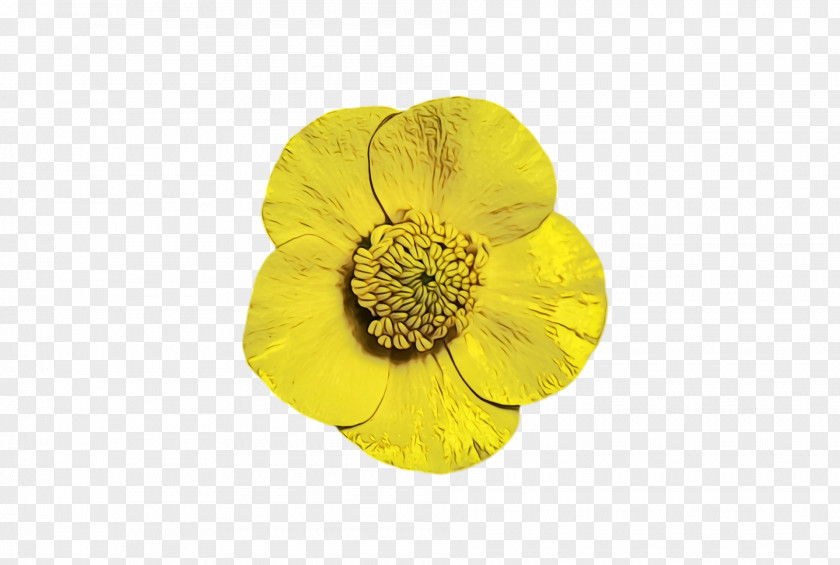 Petal Flower Yellow PNG