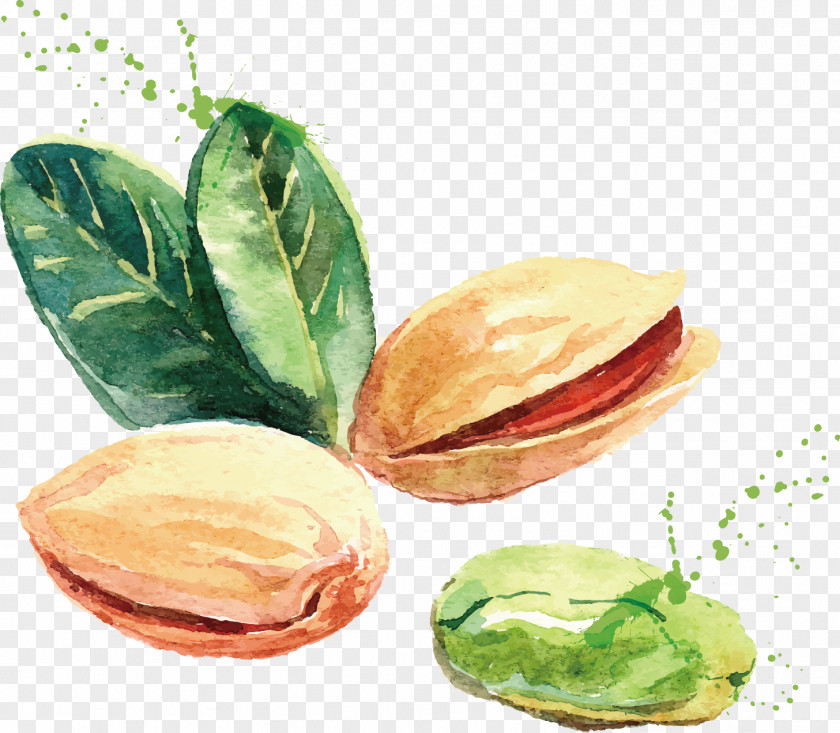 Pistachios Vector Watercolor Painting Drawing Nut Illustration PNG