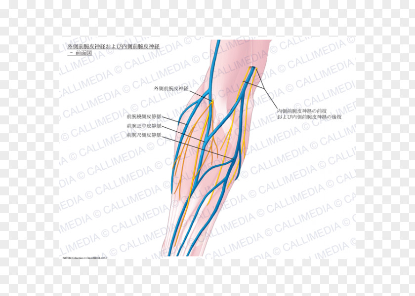 3d Box Thumb Medial Cutaneous Nerve Of Forearm Basilic Vein PNG