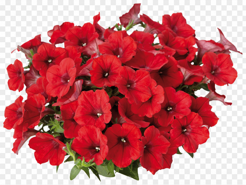 Annual Plant Impatiens Flower Flowering Red Petal PNG