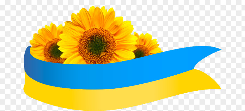 Common Sunflower Подсолнух Flag Of Ukraine PNG