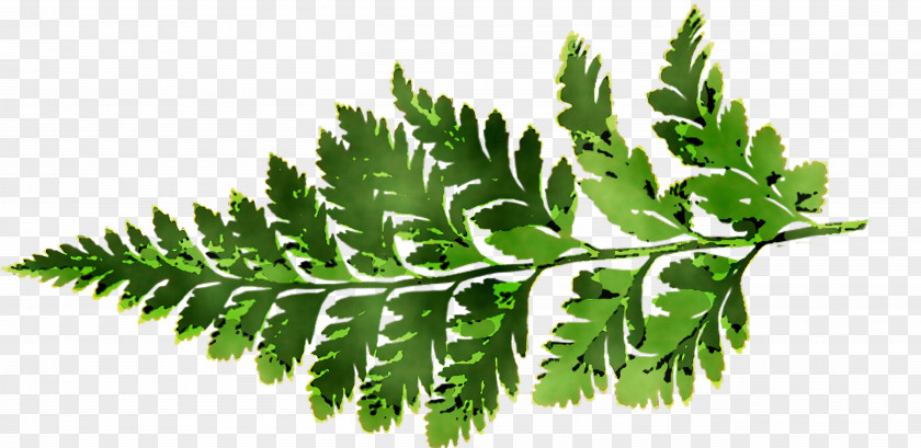 Fern Leaf Plant Stem Herbalism Tree PNG