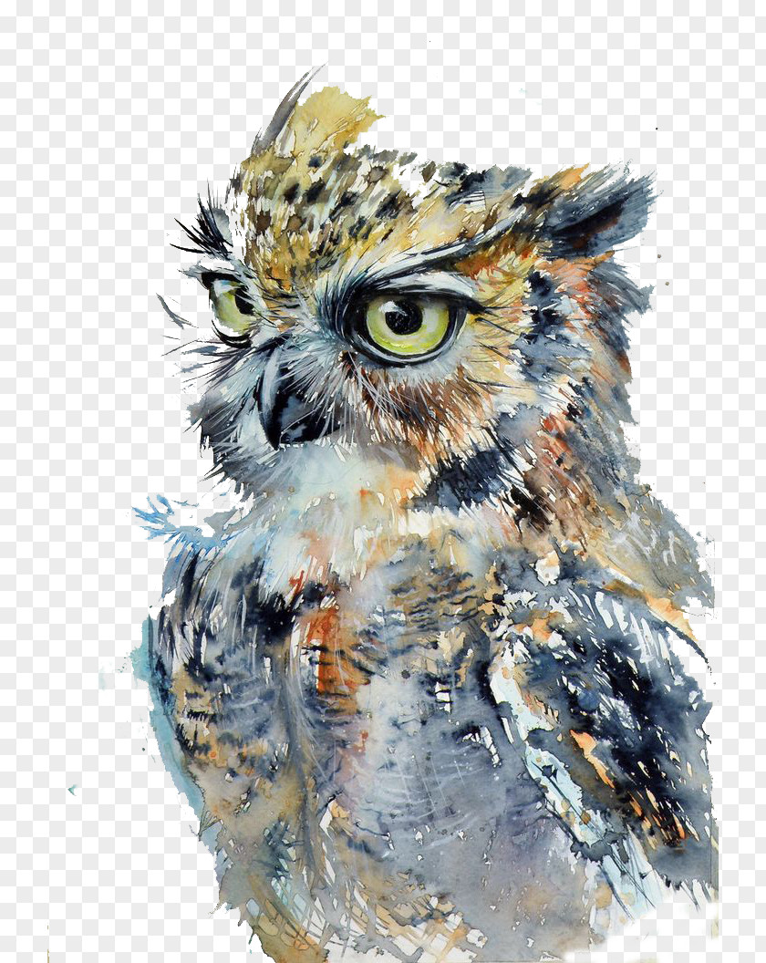 Fierce Owl Watercolor Painting Drawing Art PNG