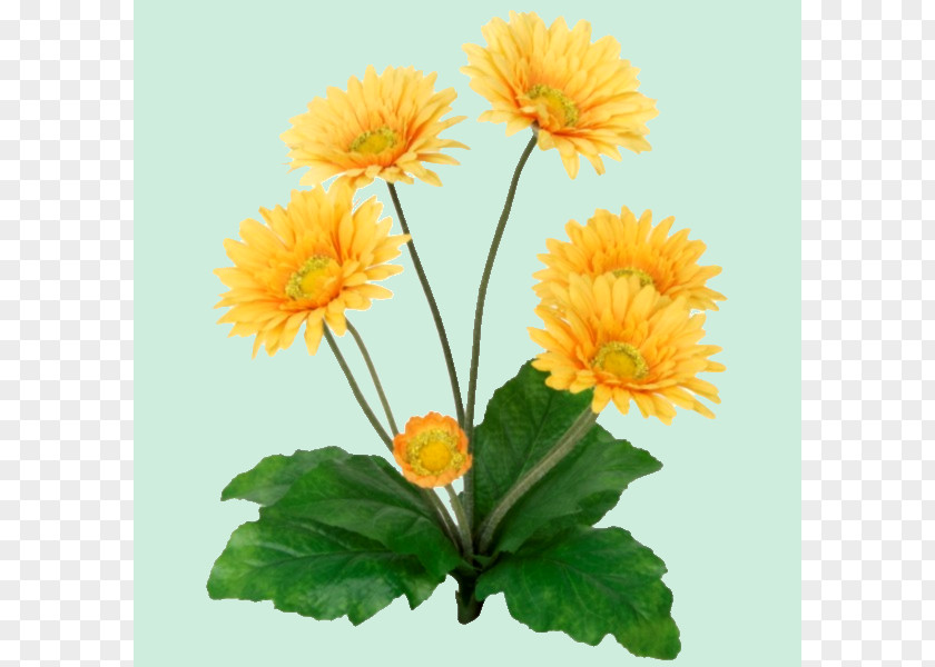 Flower Common Sunflower Transvaal Daisy Yellow Plant Stem PNG