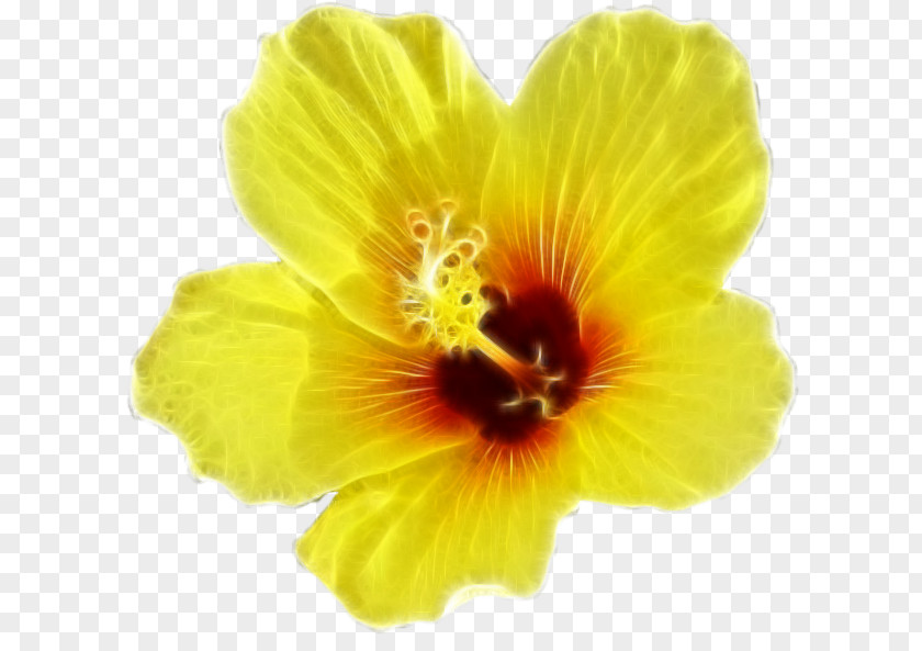 Flower Desktop Wallpaper Rosemallows PNG