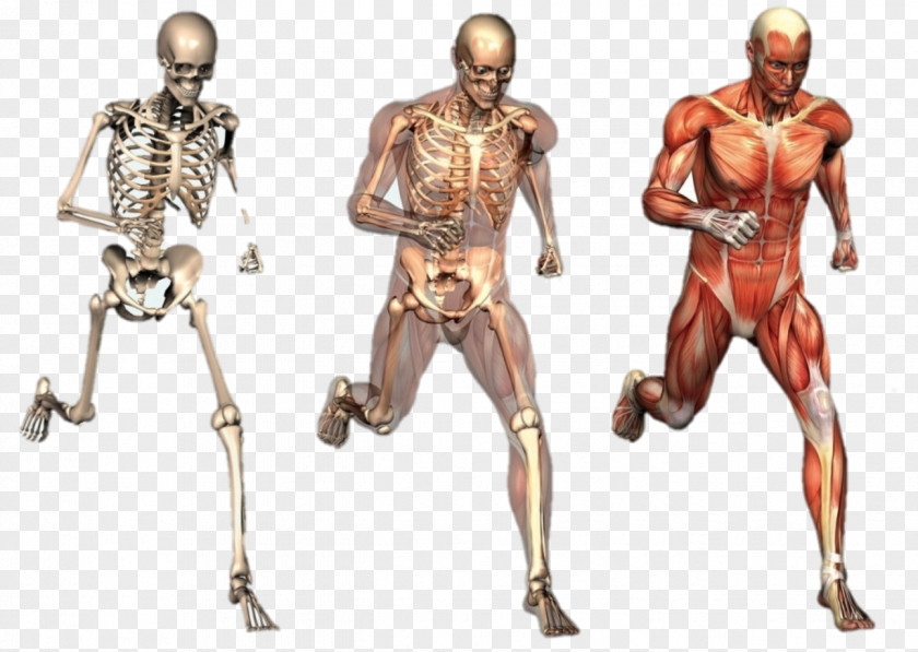 Human Body Skeleton Anatomy Organ Muscle PNG body skeleton Muscle, human skeletal muscle clipart PNG