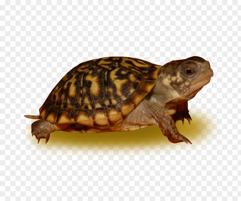 Kinosternidae Box Turtle Pond Cartoon PNG