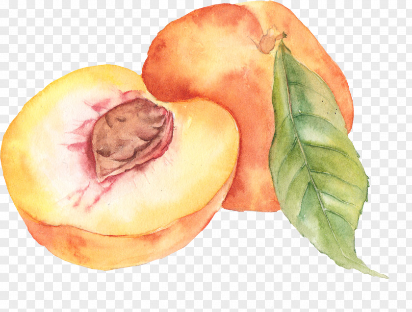 Peach Watercolor Painting Drawing PNG