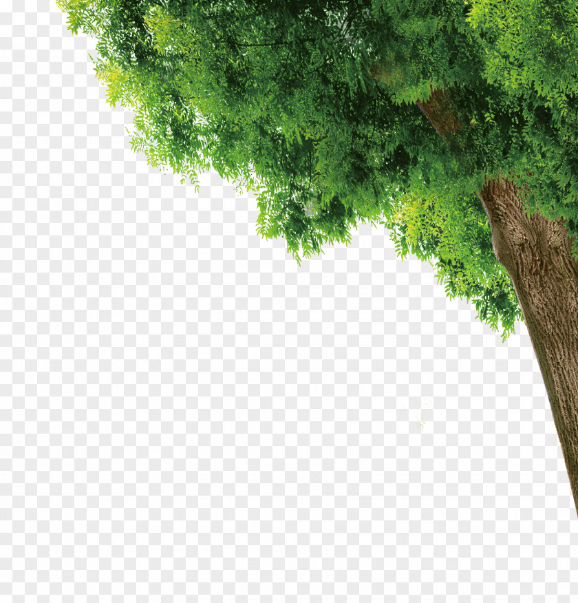 Trees PNG