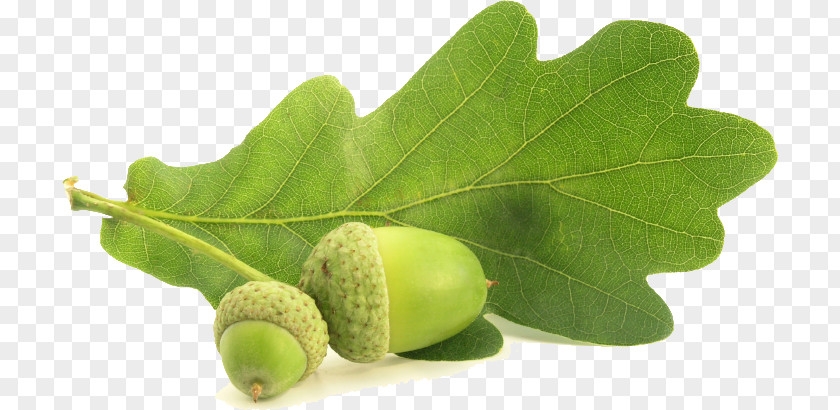Acorn English Oak Southern Live Nut Quercus Coccinea PNG