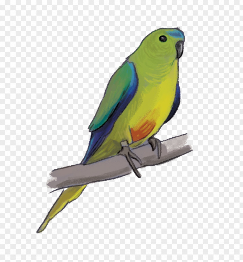 Parrot Lovebird Rachel Tribout Illustration Parakeet PNG