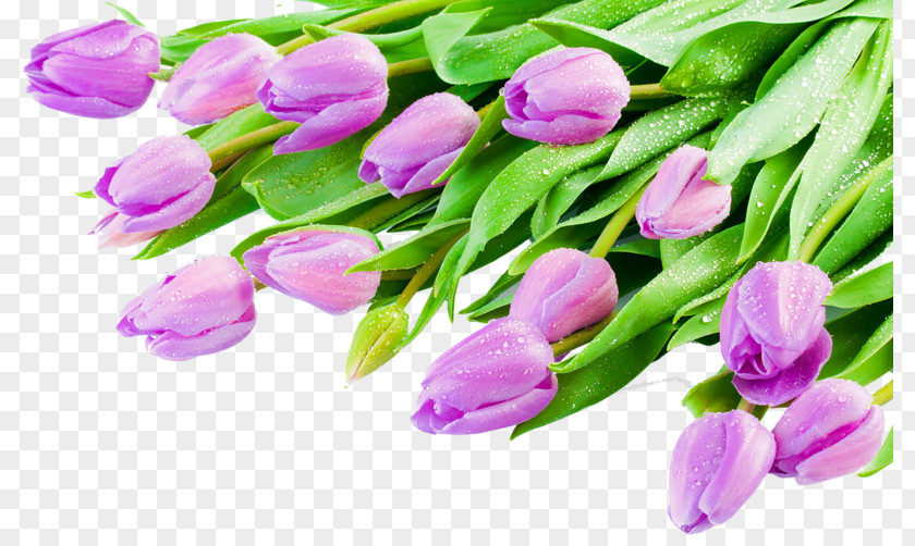 Purple Tulips Indira Gandhi Memorial Tulip Garden Desktop Wallpaper PNG