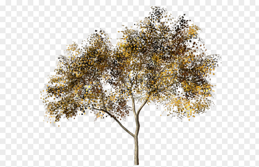 Tree Twig 1,3-Butadiene Autumn Leaf Color PNG