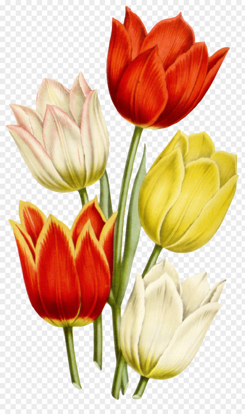 Tulip Watercolor Painting Drawing Flower PNG