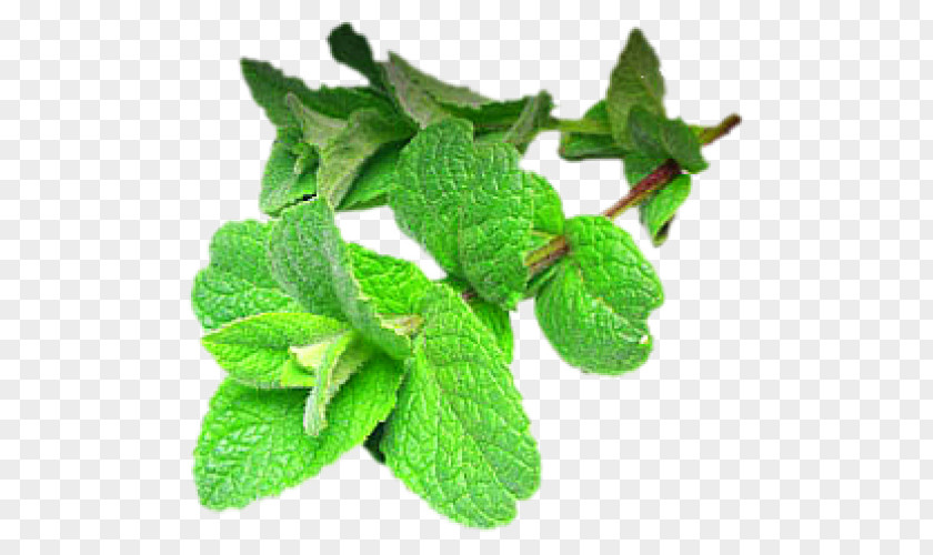 Gotas De Agua Peppermint Extract Vietnamese Cuisine Mentha Spicata Herb PNG