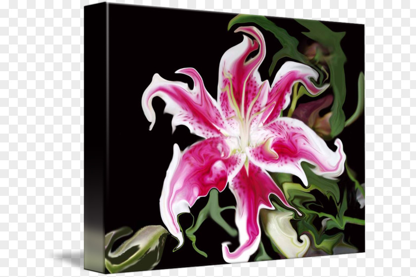 Lilium 'Stargazer' Pink M Cut Flowers Petal Lily PNG
