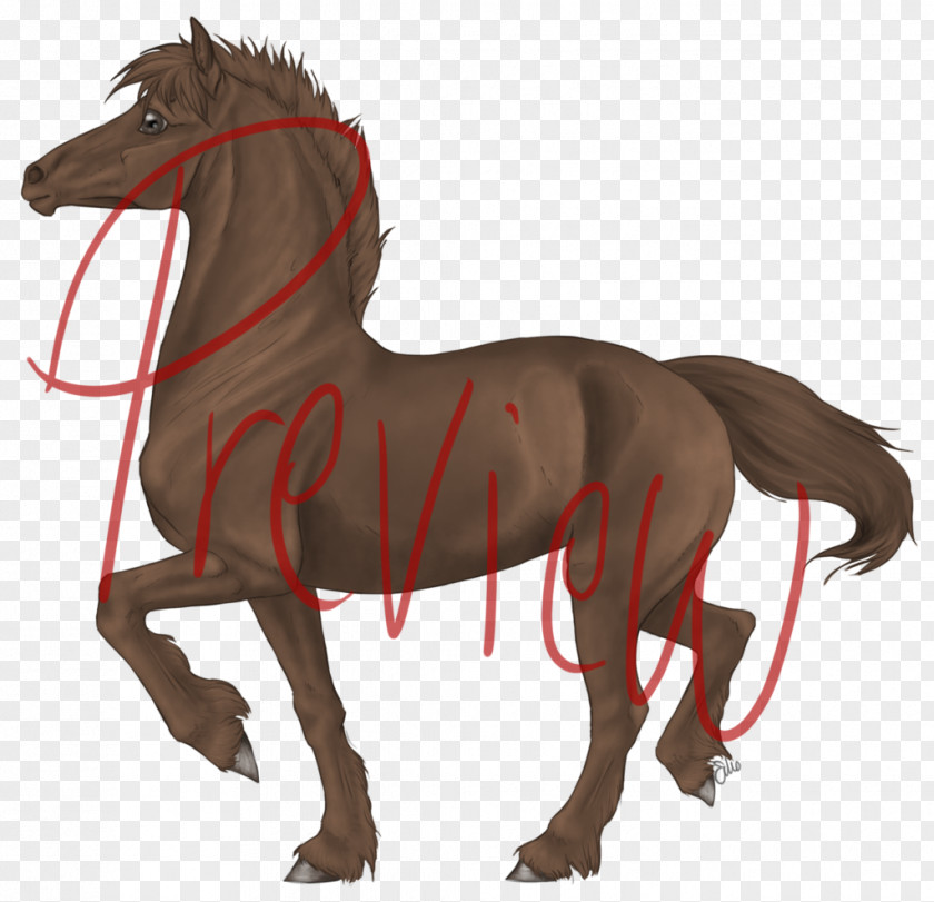 Line Shading Pony Mare Foal Mustang Stallion PNG