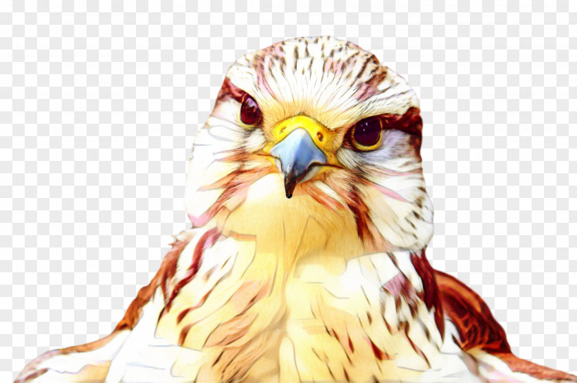Owl Beak Hawk Eagle Falcon PNG