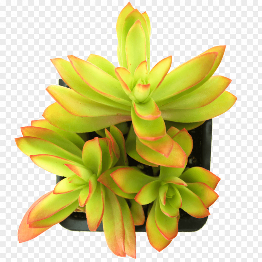 Succulent Transparent Echeveria Jade Plant Red Pagoda Flowerpot PNG