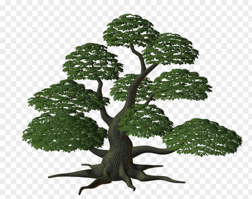 Tree Shrub Treelet Clip Art PNG