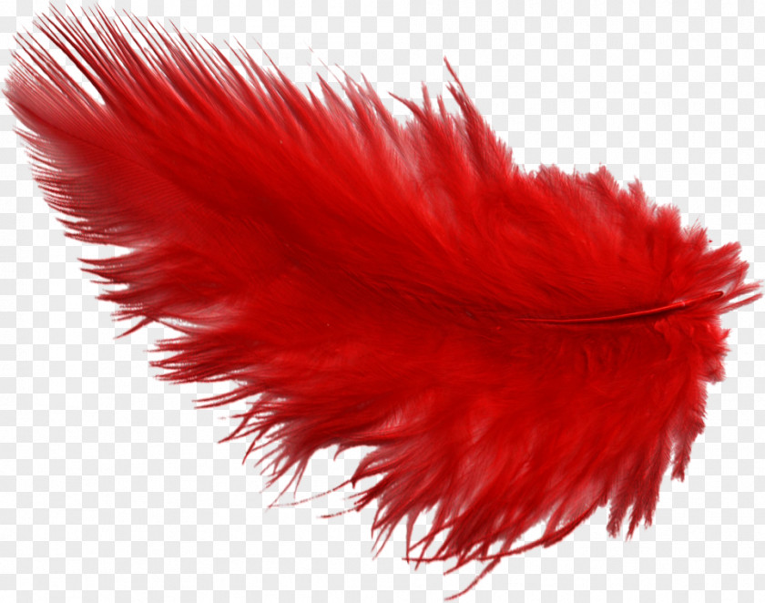 Feather Plume Dyeing Quill PNG