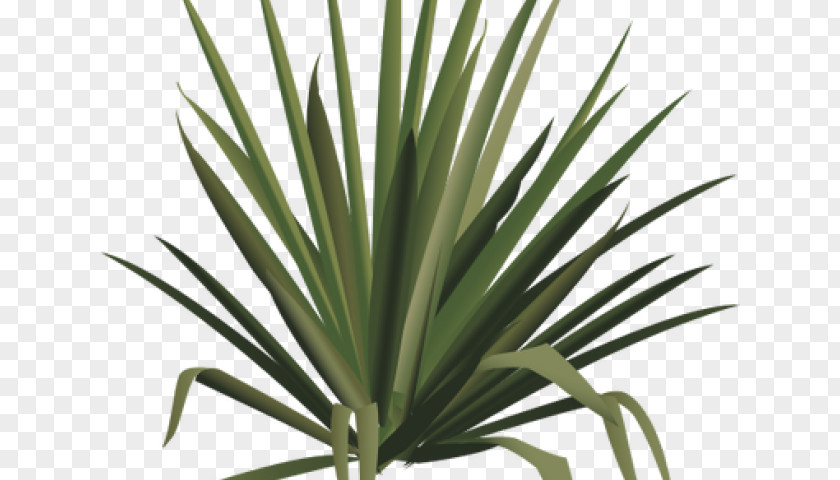 Perennial Plant Tasmanian Flaxlily Palm Tree Drawing PNG