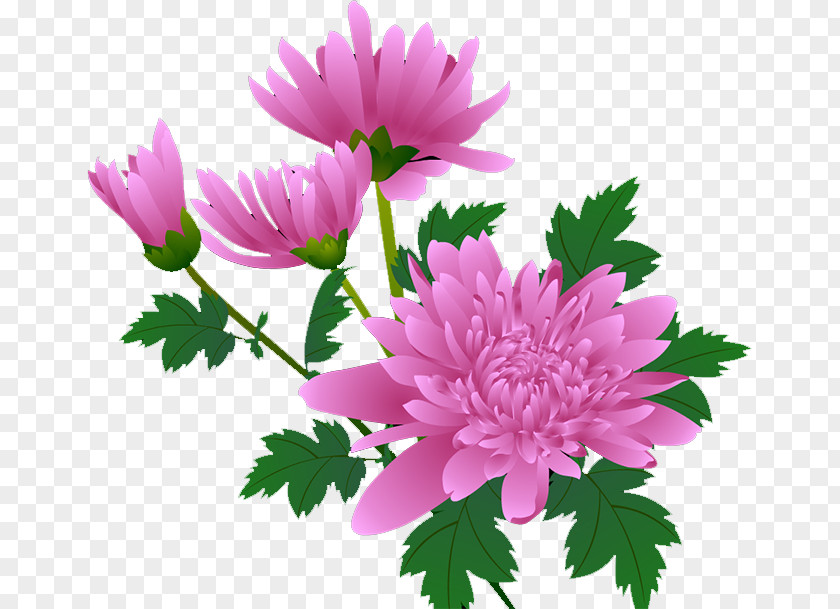 Chrysanthemum Animation PNG